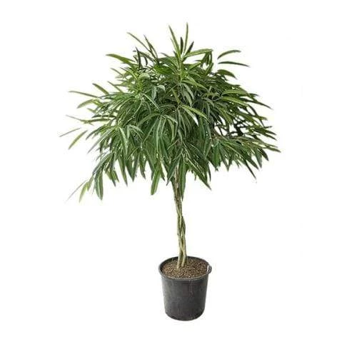 Garden Goods Direct Ficus Alii 2 Garden Goods Direct Ficus Alii