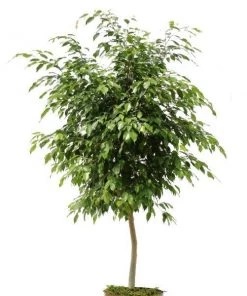 Garden Goods Direct Ficus Benjamina House Plants