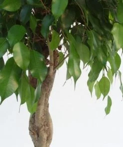 Garden Goods Direct Ficus Benjamina House Plants