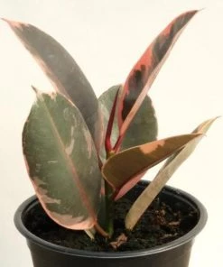 Garden Goods Direct Ficus Ruby