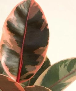 Garden Goods Direct Ficus Ruby