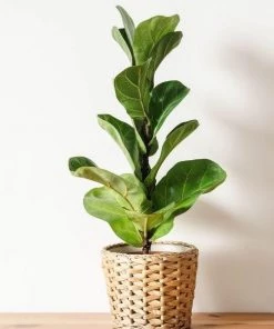 Garden Goods Direct House Plants Fiddle Leaf Fig Tree