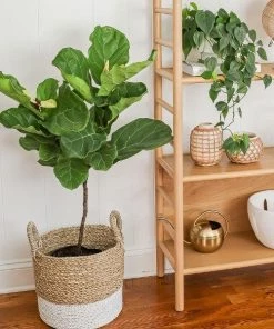 Garden Goods Direct House Plants Fiddle Leaf Fig Tree