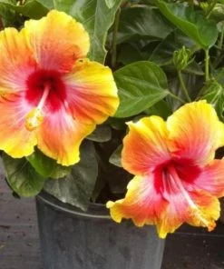 Garden Goods Direct Fiesta Hibiscus