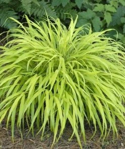 Garden Goods Direct All-Gold Japanese Forest Grass Perennials