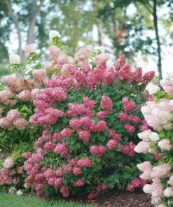 Garden Goods Direct Shrubs Proven Winners® Color Choice® Fire Light® Hydrangea 6 Garden Goods Direct Shrubs Proven Winners® Color Choice® Fire Light® Hydrangea