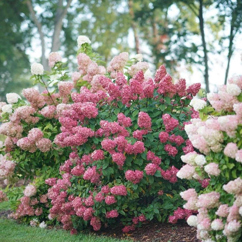 Garden Goods Direct Shrubs Proven Winners® Color Choice® Fire Light® Hydrangea 3 Garden Goods Direct Shrubs Proven Winners® Color Choice® Fire Light® Hydrangea