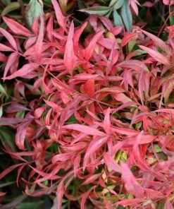 Garden Goods Direct Shrubs Nandina Firepower