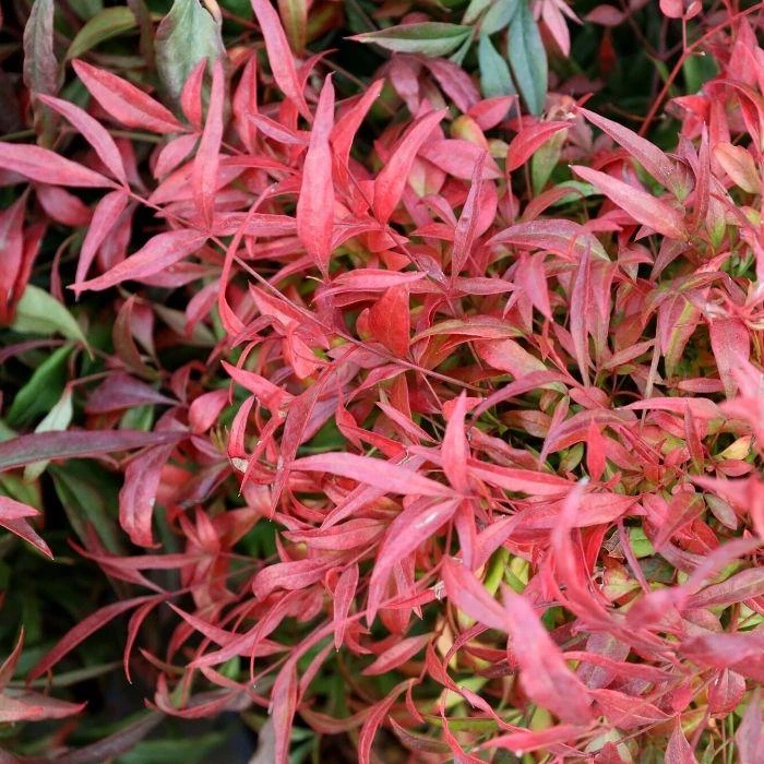 Garden Goods Direct Shrubs Nandina Firepower 1 Garden Goods Direct Shrubs Nandina Firepower