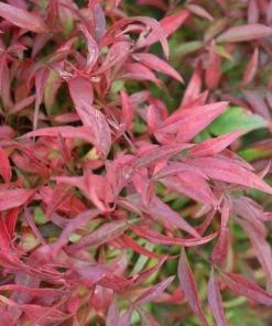 Garden Goods Direct Shrubs Nandina Firepower 5 Garden Goods Direct Shrubs Nandina Firepower