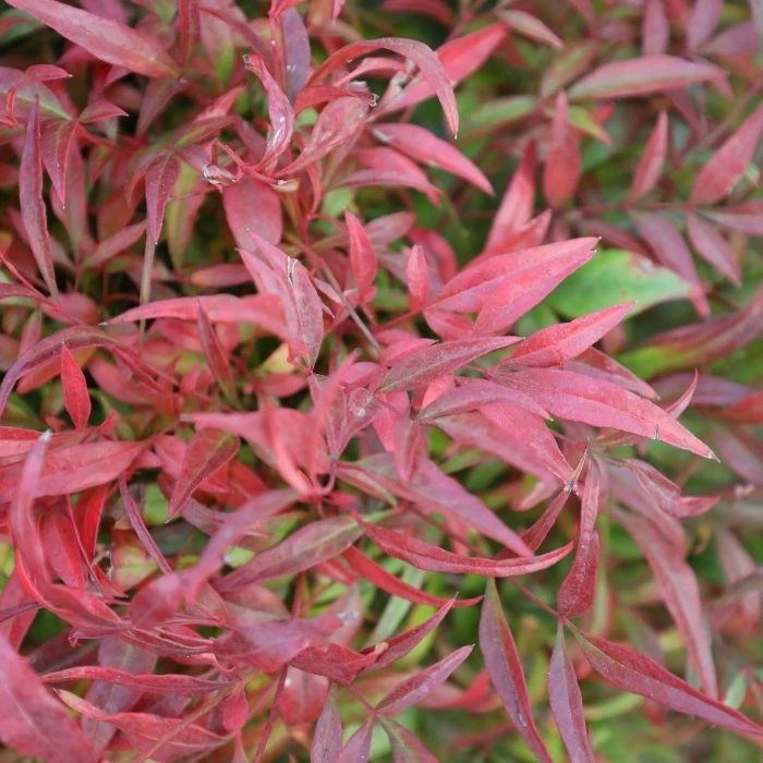 Garden Goods Direct Shrubs Nandina Firepower 3 Garden Goods Direct Shrubs Nandina Firepower