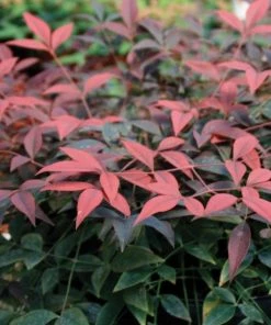 Garden Goods Direct Flirt™ Nandina 5 Garden Goods Direct Flirt™ Nandina