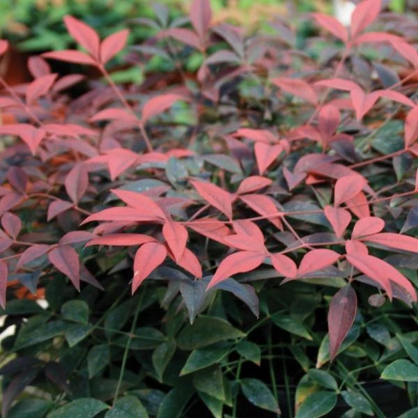 Garden Goods Direct Flirt™ Nandina 3 Garden Goods Direct Flirt™ Nandina