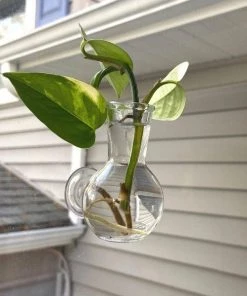 Garden Goods Direct Floral Illusion Glass Vase