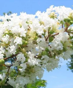 Garden Goods Direct Natchez Crape Myrtle