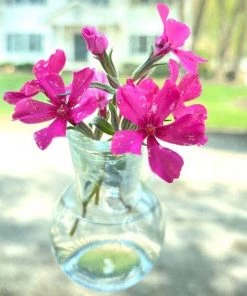 Garden Goods Direct Floral Illusion Glass Vase