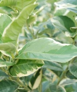 Garden Goods Direct Citrus Eureka Variegated Pink Lemon Tree