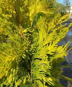 Garden Goods Direct Trees Arborvitae Forever Goldy