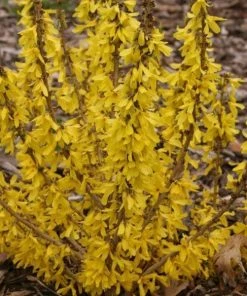 Garden Goods Direct Proven Winners® Color Choice® Show Off® Sugar Baby® Forsythia