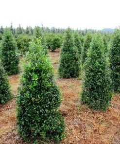 Garden Goods Direct Foster Holly