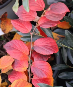 Garden Goods Direct Shrubs Proven Winners® Color Choice® Legend Of The Fall® Fothergilla