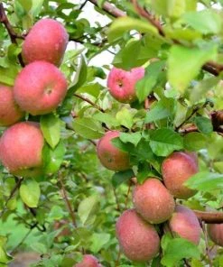 Garden Goods Direct Trees Fuji Apple Tree