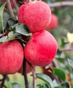 Garden Goods Direct Trees Fuji Apple Tree