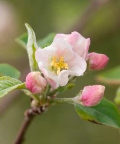 Garden Goods Direct Trees Fuji Apple Tree 7 Garden Goods Direct Trees Fuji Apple Tree
