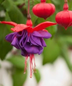 Garden Goods Direct Fuchsia Dark Eyes Annuals