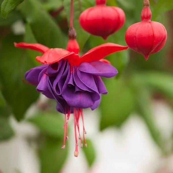Garden Goods Direct Fuchsia Dark Eyes Annuals 1 Garden Goods Direct Fuchsia Dark Eyes Annuals