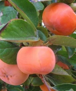 Garden Goods Direct Fruit & Nut Fuyu Persimmon Tree