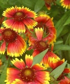 Garden Goods Direct Gaillardia Arizona Sun