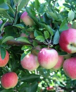 Garden Goods Direct Gala Apple Tree