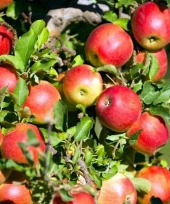 Garden Goods Direct Gala Apple Tree