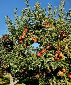 Garden Goods Direct Gala Apple Tree