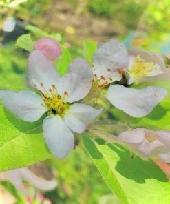Garden Goods Direct Gala Apple Tree