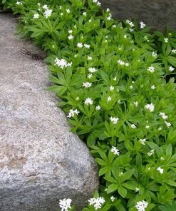 Garden Goods Direct Sweet Woodruff Perennials