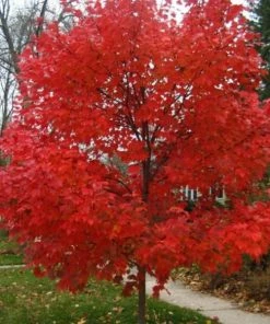 Garden Goods Direct Autumn Blaze Maple Trees