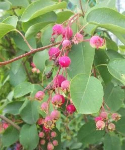 Garden Goods Direct First Editions® Standing Ovation™ Serviceberry Trees