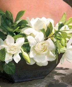 Garden Goods Direct Shrubs Gardenia Fragrant Pathways