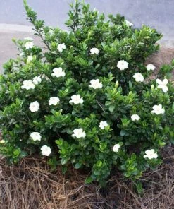 Garden Goods Direct Dwarf Gardenia Radicans
