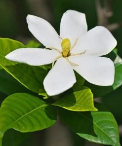 Garden Goods Direct Dwarf Gardenia Radicans