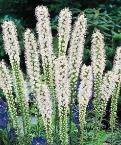 Garden Goods Direct White Liatris