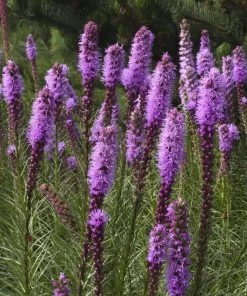 Garden Goods Direct Liatris Kobold