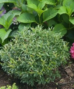 Garden Goods Direct Gem Box Inkberry Holly