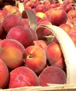 Garden Goods Direct Belle Of Georgia Peach Tree Trees