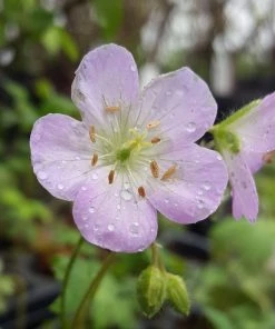 Garden Goods Direct Perennials Geranium Maculatum
