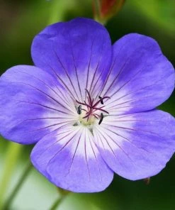 Garden Goods Direct Geranium Rozanne 5 Garden Goods Direct Geranium Rozanne