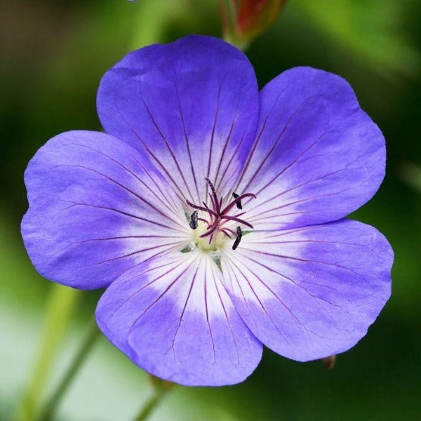 Garden Goods Direct Geranium Rozanne 3 Garden Goods Direct Geranium Rozanne