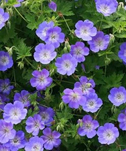 Garden Goods Direct Geranium Rozanne
